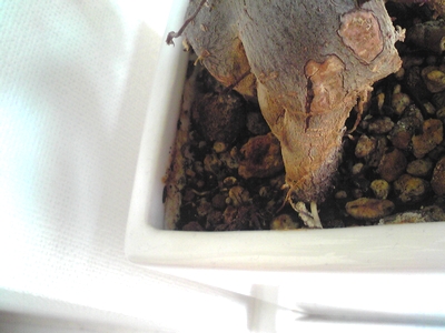 ガジュマル気根