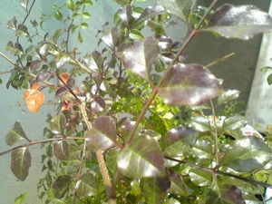 シマトネリコ日焼け