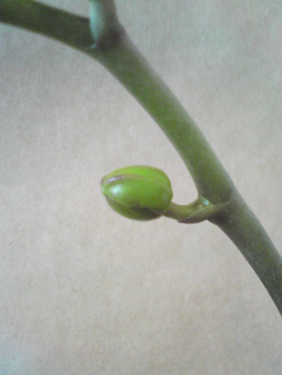 胡蝶蘭の蕾