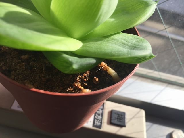 プラニフォリア