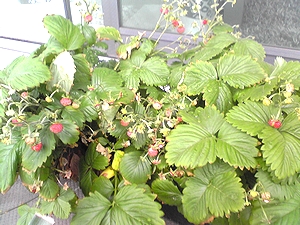 四季なりイチゴ