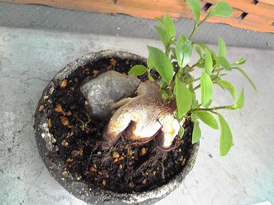 ガジュマル盆栽