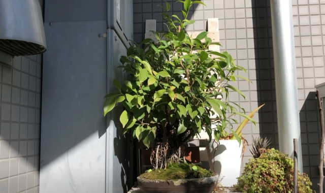 ガジュマル盆栽