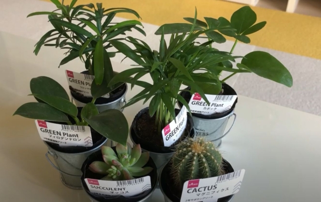 ダイソーの観葉植物