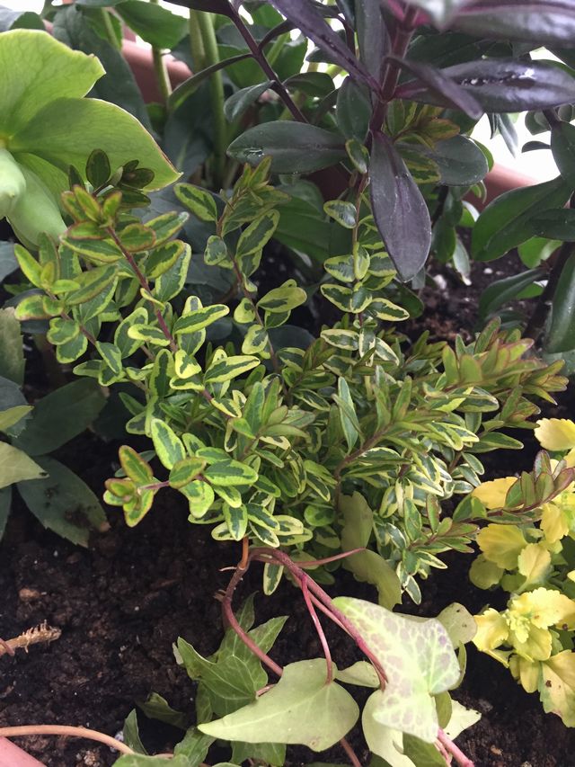 ロニセラレモンビューティー