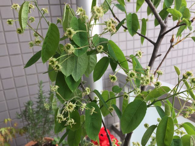 ジューンベリーの花