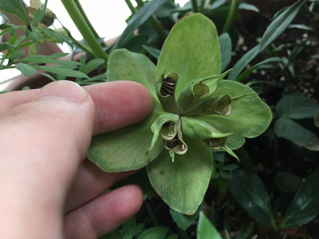 クリスマスローズの種