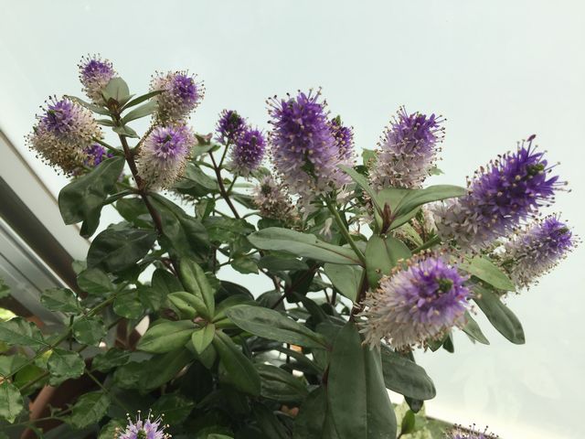 ベロニカグレースの花