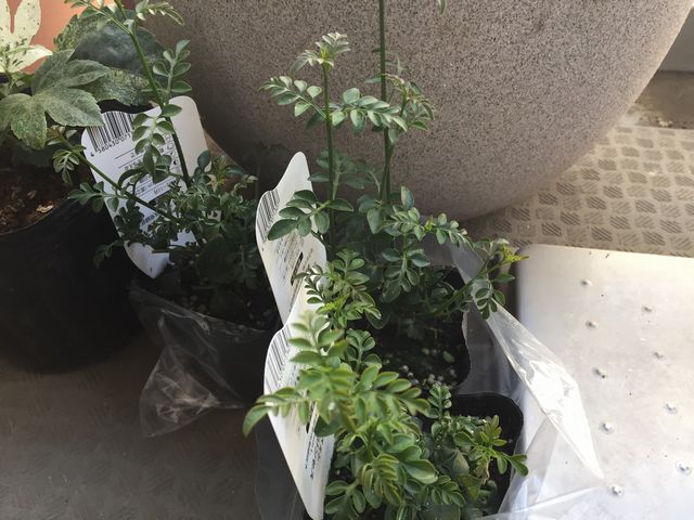 ジャスミン・ホワイトプリンセス