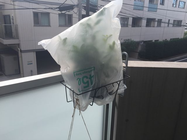 ガジュマル盆栽に袋をかぶせる