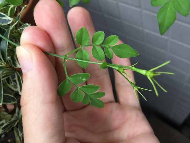 ホワイトプリンセス切り戻し