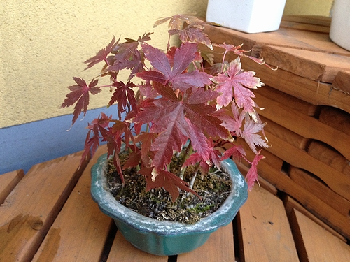 ２０１１年紅葉