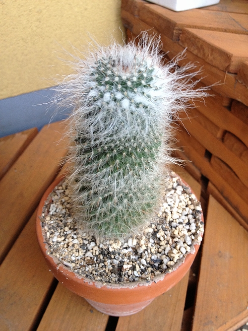 白いとげサボテン