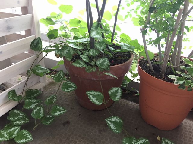 ラミウム ガリオブドロン