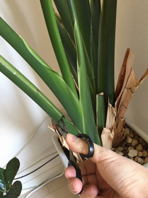 オーガスタ剪定