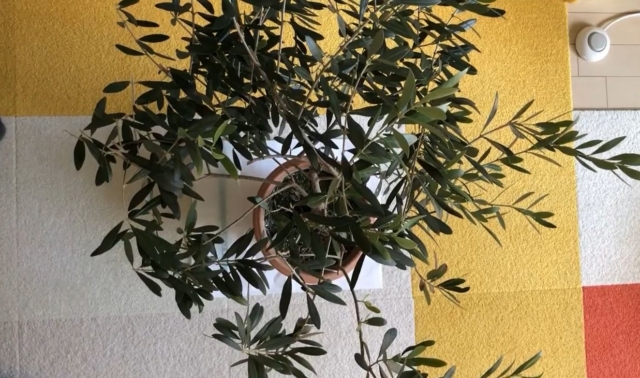 オリーブ上から見た