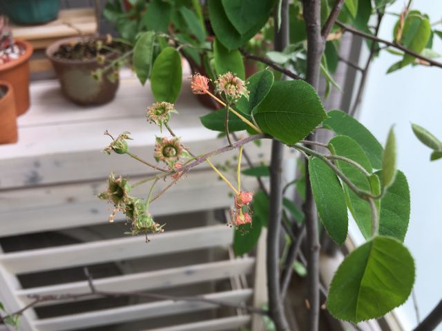 ジューンベリーの花