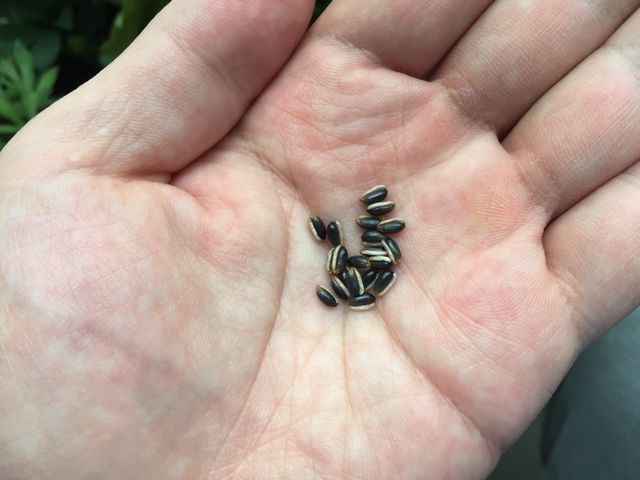 クリスマスローズの種