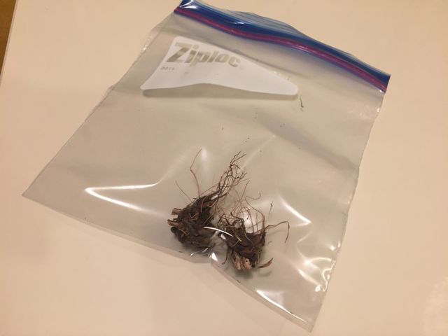 ラナンキュラスの球根