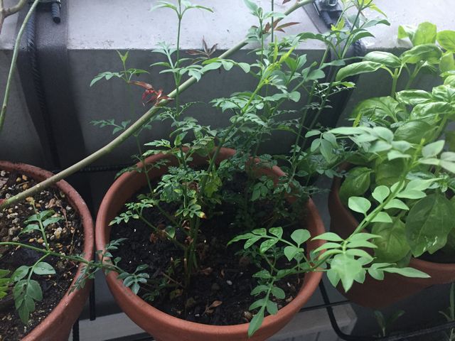 ジャスミン・ホワイトプリンセス