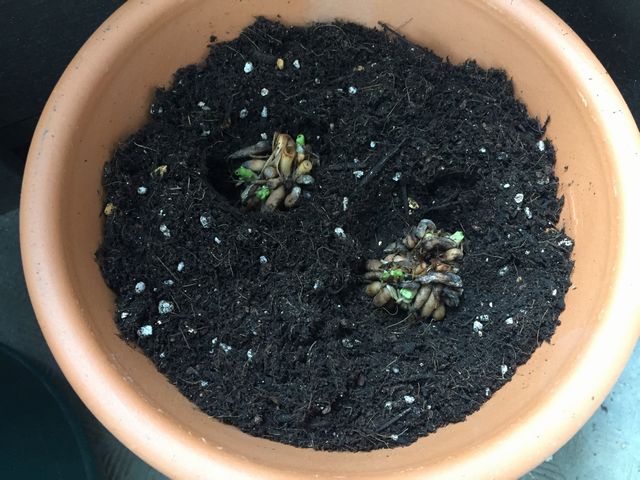 ラナンキュラスの球根植え方