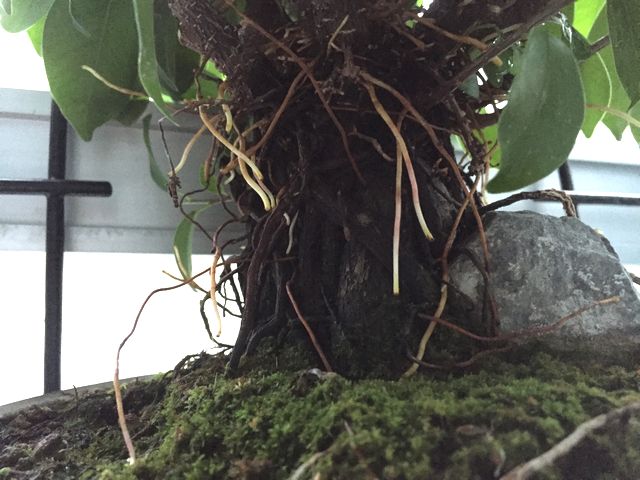 ガジュマル気根