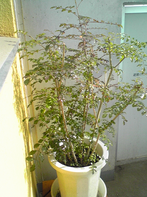 シマトネリコ全景