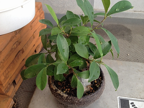 ガジュマル盆栽