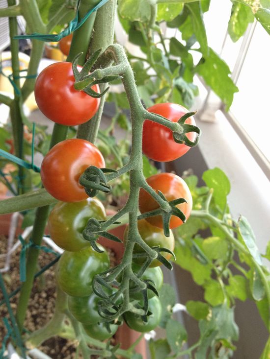 ミニトマトの収穫