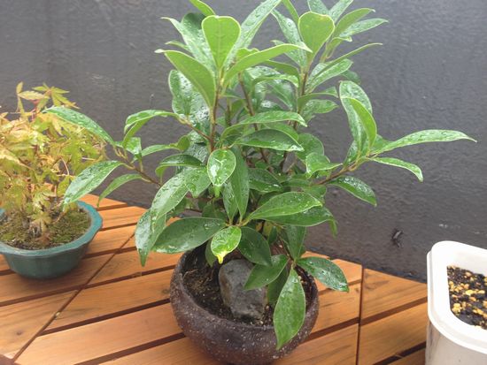 ガジュマル盆栽