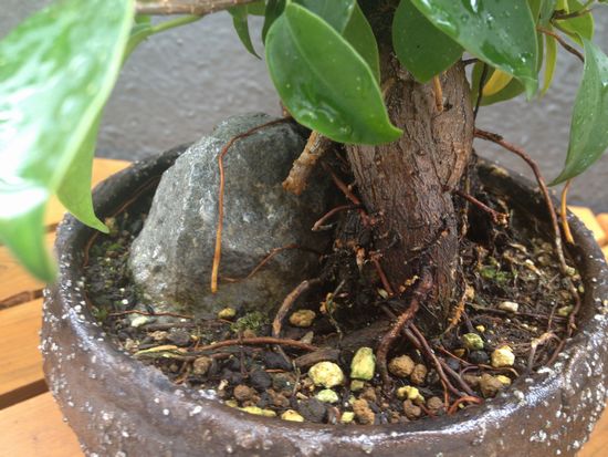 ガジュマル盆栽の気根