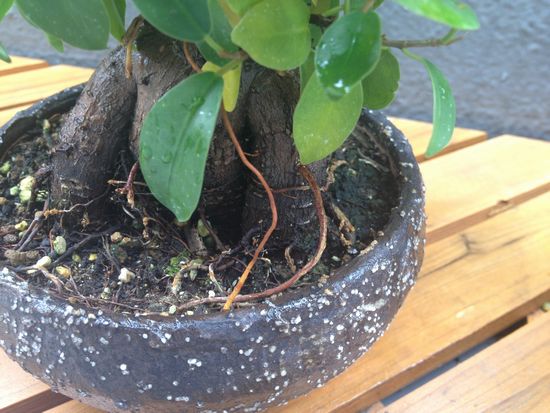 ガジュマル盆栽の気根