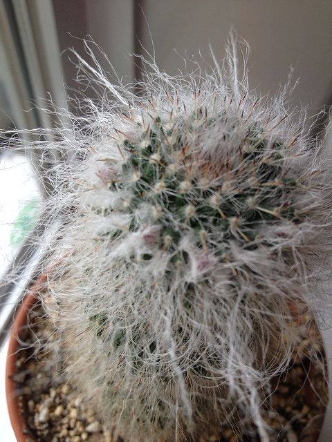 サボテンのつぼみの兆し