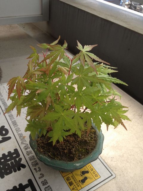 モミジの盆栽