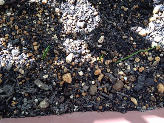 コンパニオンプランツ