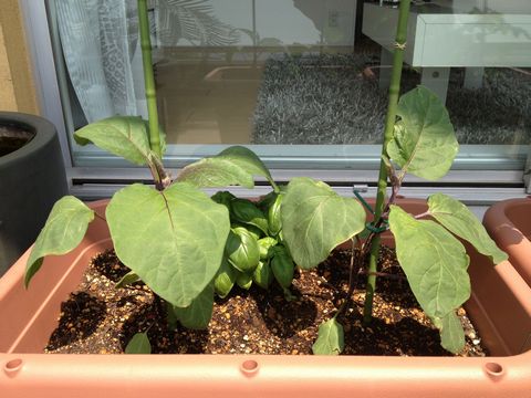 ナスのプランター栽培
