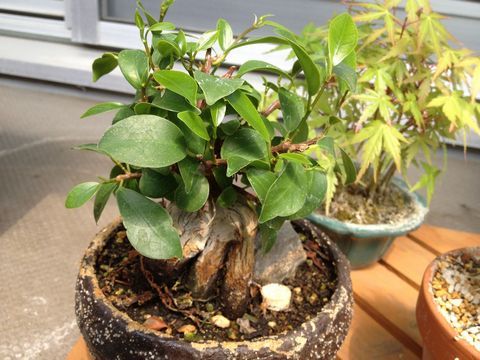 ガジュマルの盆栽
