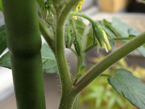 ミニトマトのわき芽かき