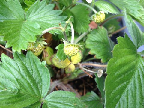 四季なりイチゴの実