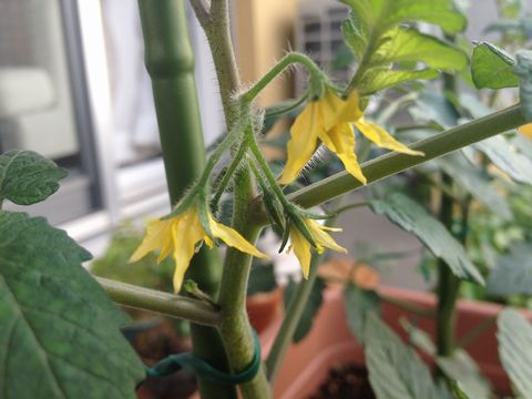 ミニトマトの受粉