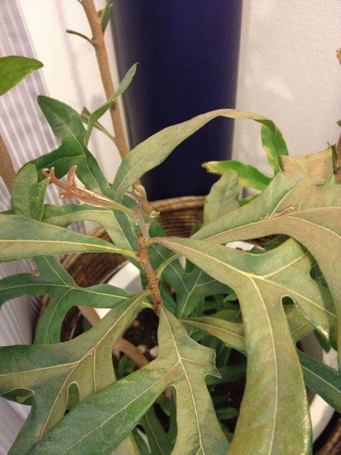 ステノカーパス