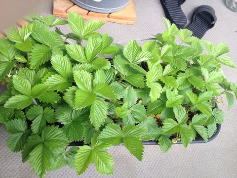 四季なりイチゴ