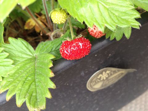 四季なりイチゴ