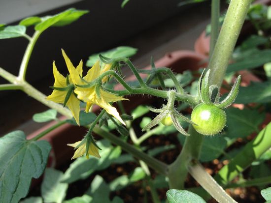 ミニトマトの実