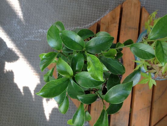 ガジュマルの葉ダニ