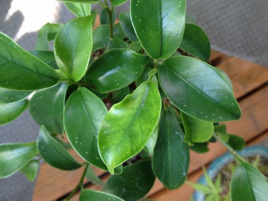 ガジュマルの葉ダニ