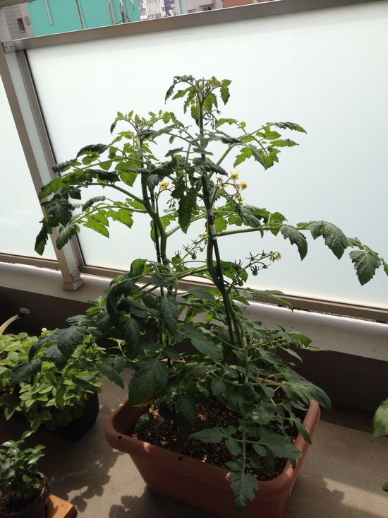 ミニトマトの摘心