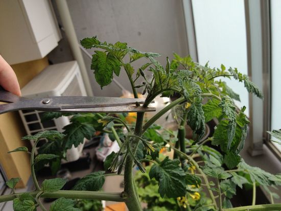 ミニトマトの摘心