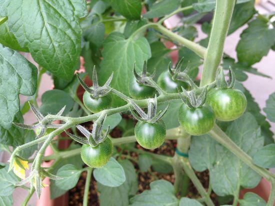 青いミニトマト