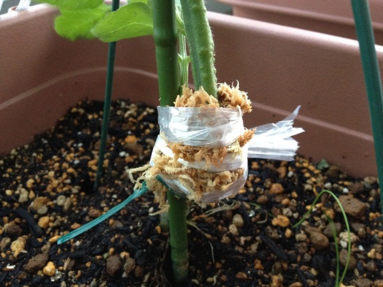 ミニトマト水苔